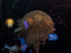 -太平洋海底世界