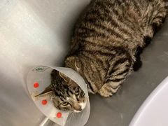 -萌兽医馆·犬猫专科·眼科中心·宠物医院(朝阳门分院)