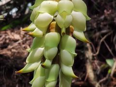 -天鹿湖森林公园