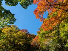 -王顺山国家森林公园