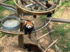 -西霞口神雕山野生动物世界