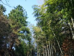 -长沙黑麋峰国家森林公园