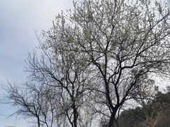 -重庆中央公园(渝北区)