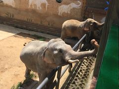 -贵州森林野生动物园