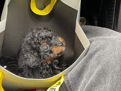 -安安宠医·安宠宠物医院