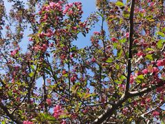 -长白岛森林公园