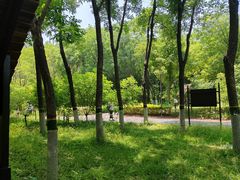-大兴滨河森林公园