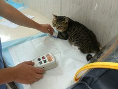 -爱派特动物医院·全科诊疗中心