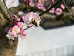 -香雪海