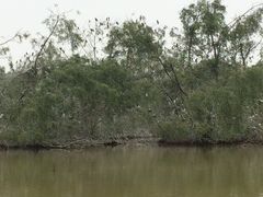 -大湾区中央湿地公园