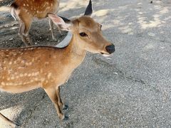 -奈良公园