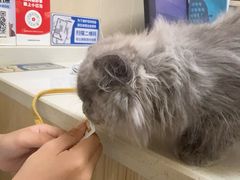 -安安宠医宠物医院·异宠·犬猫内科(岳阳分院)