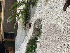-CHILL Pho澳洲牛肉越南粉(佛山顺德万象汇店)