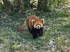-合肥野生动物园