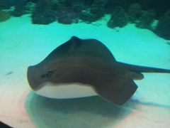 -芜湖新华联大白鲸海洋公园