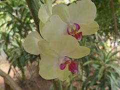 -石家庄市植物园