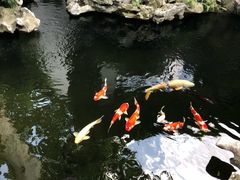 -鲤院·新中式美学·庭院餐厅(夫子庙店)