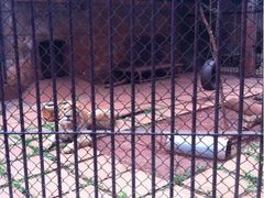 iphone_upload_pic-昆明动物园