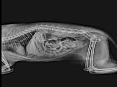 -酷宠动物医院(天通西苑店)