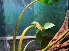 -上海大自然野生昆虫馆(东方明珠·爬宠昆虫探索中心)