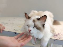 -怪兽屋·羊驼·猫咖·狗咖(俊华广场店)