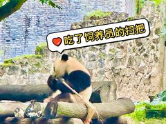 -都江堰中华大熊猫苑