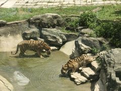 -深圳野生动物园