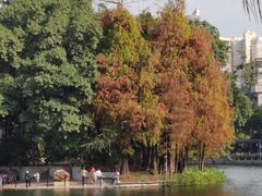 -荔湾湖公园