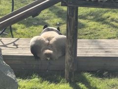 -栾川竹海野生动物园