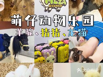 杭州探店｜打卡宝藏撸宠乐园！