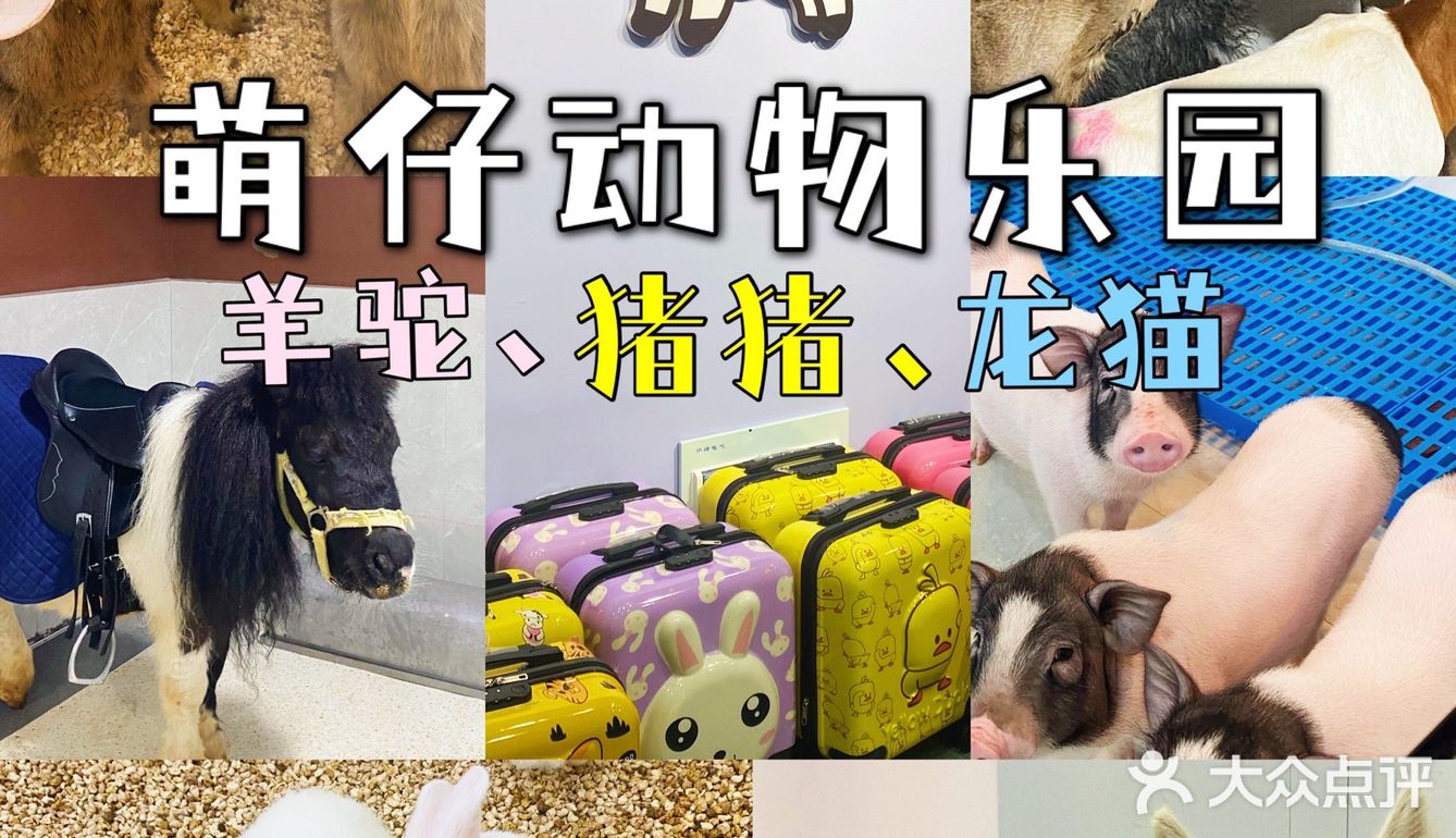 杭州探店｜打卡宝藏撸宠乐园！