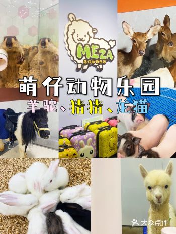 杭州探店｜打卡宝藏撸宠乐园！