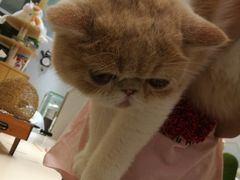 -飞行喵MR PILOT|猫舍·猫咖(静安大融城店)