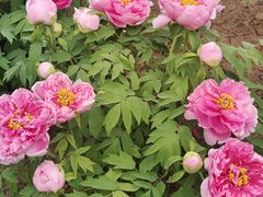 -洛阳市隋唐城遗址植物园