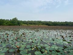 -大湾区中央湿地公园