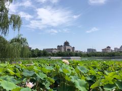 -莲花池公园