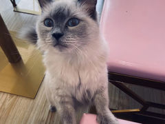 -Sweet cat·星愿猫咖(国贸大厦店)