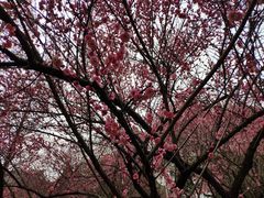 -武汉大学-樱园