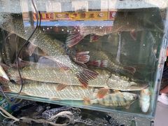 水产区-煲来饱去冷水鱼