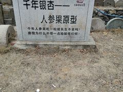 -千年银杏谷文化旅游区