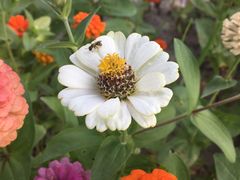 -杭州湾海上花田景区