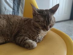 -纳吉亚猫专科动物诊疗中心(蒋宅口分院)