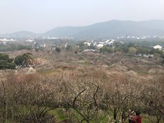 -香雪海