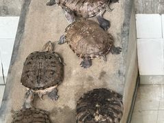 -辛玛王国游乐园