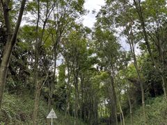 -宜兴龙背山森林公园