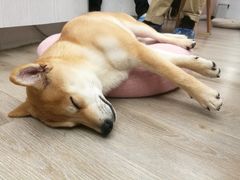 -浣熊柯尔鸭土拨鼠·电玩咖