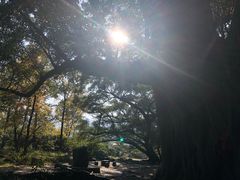 -北岐滩涂