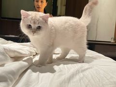 -飞行喵MR PILOT|猫舍·猫咖(静安大融城店)