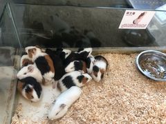 -怪兽屋·羊驼·猫咖·狗咖(俊华广场店)