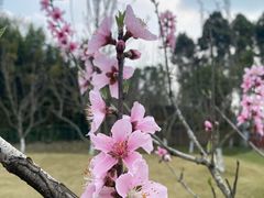 -夏河溪乡野公园